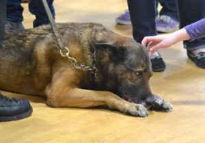 Dozer cuddles his ball as fans line up in greeting.                                                                    (Ann Needle)