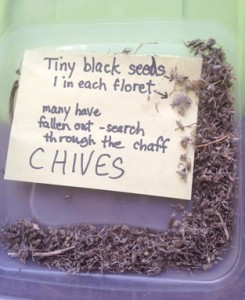 Seeds from Chive plants are saved in dried groupings, awaiting planting                                                                                                                         Courtesy Nancy Arsenault