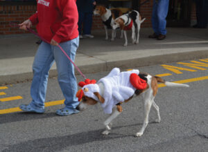 Ally “The Chicken” walks the parade route before taking third place.           Ann Needle