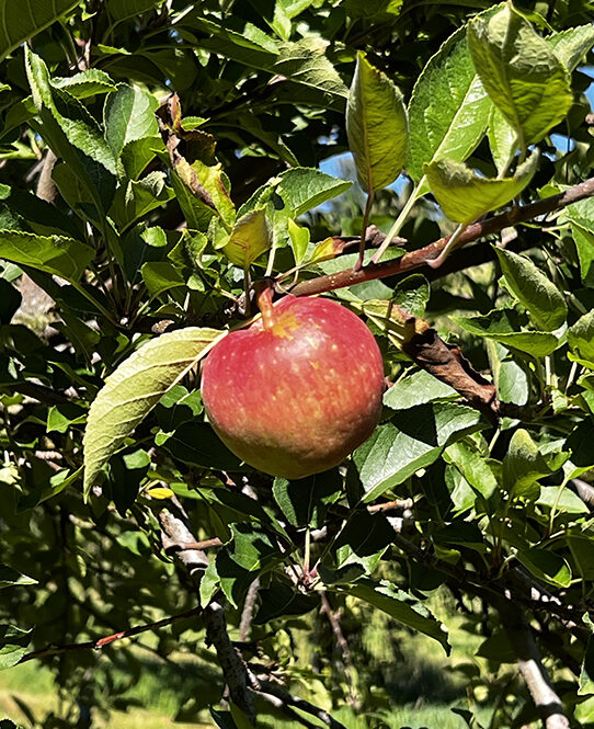 The History of Apples